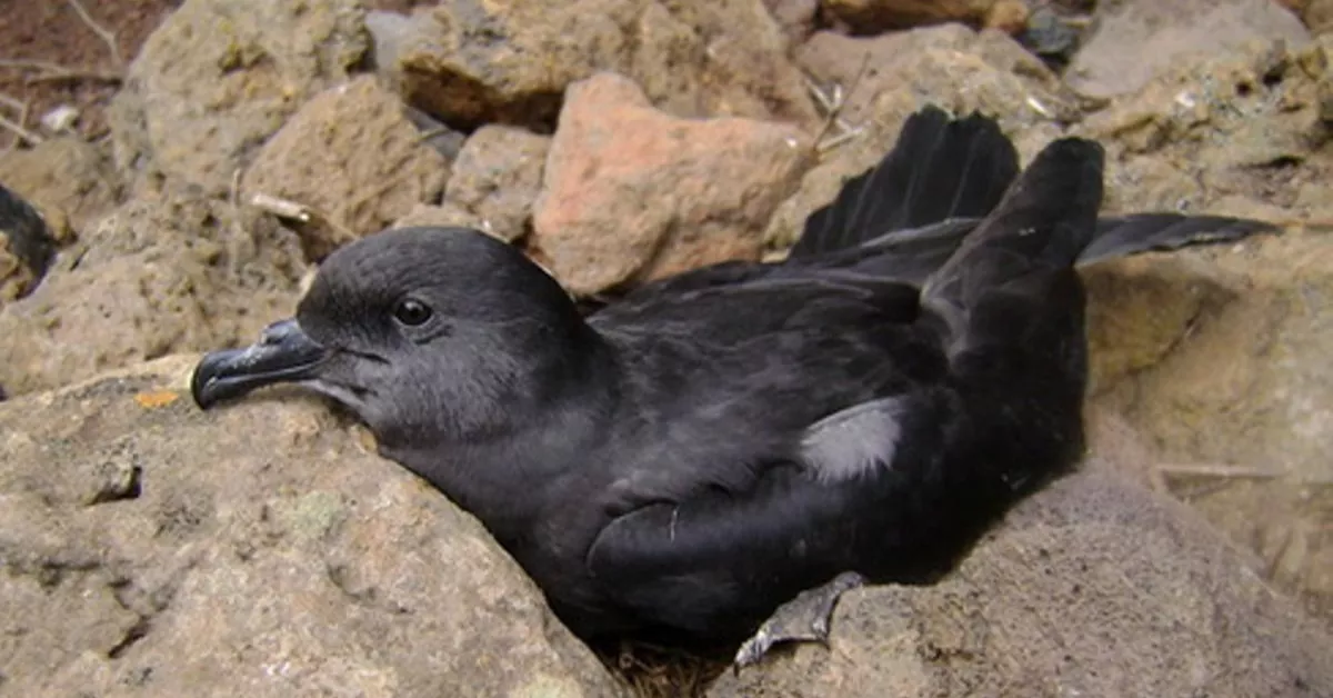 Un ejemplar de Petrel de Bulwer / CANARIASCONSERVACION.ORG