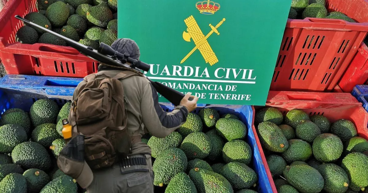 Aguacates robados en Tenerife con ayuda de cazadores./ AH