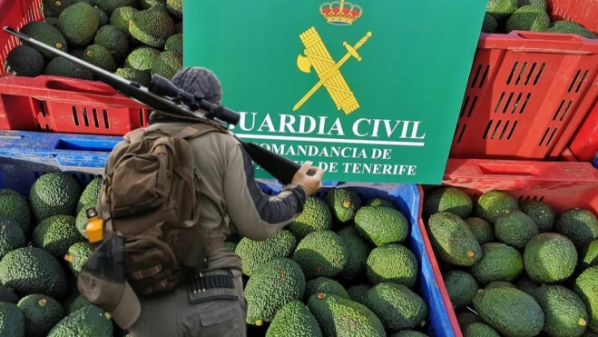 Aguacates robados en Tenerife con ayuda de cazadores./ AH