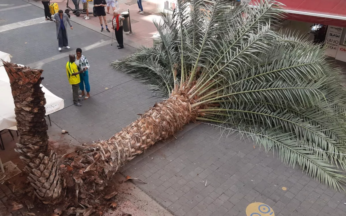La palmera, en la imagen, que se partió y cayó en la calle Luis Morote este jueves. / AH