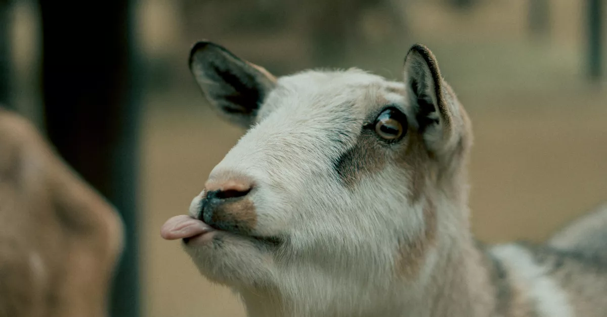 Imagen de una cabra / PEXELS
