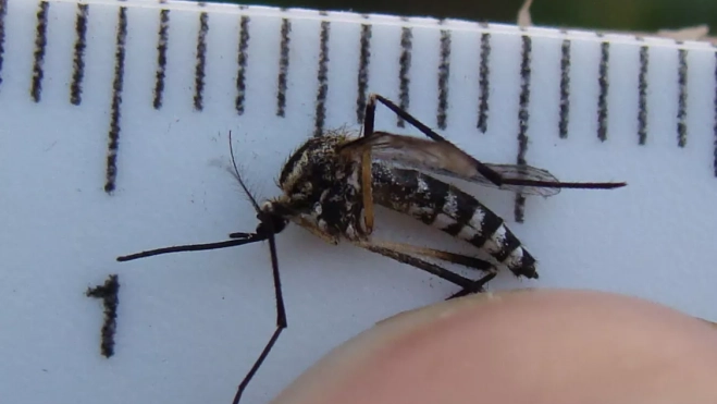 'Aedes albopictus'. /Flickr