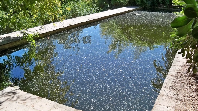 Las piscinas deben mantenerse bien cloradas para evitar la proliferación de mosquitos. /Wikimedia