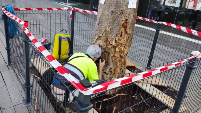 Un técnico inspecciona el drago plantado en la sede del Cabildo de Gran Canaria, que ha sido vallado para salvarlo de las micciones de los perros. / AH