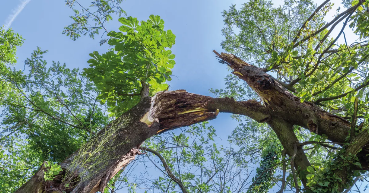 Una rama rota./ ARCHIVO
