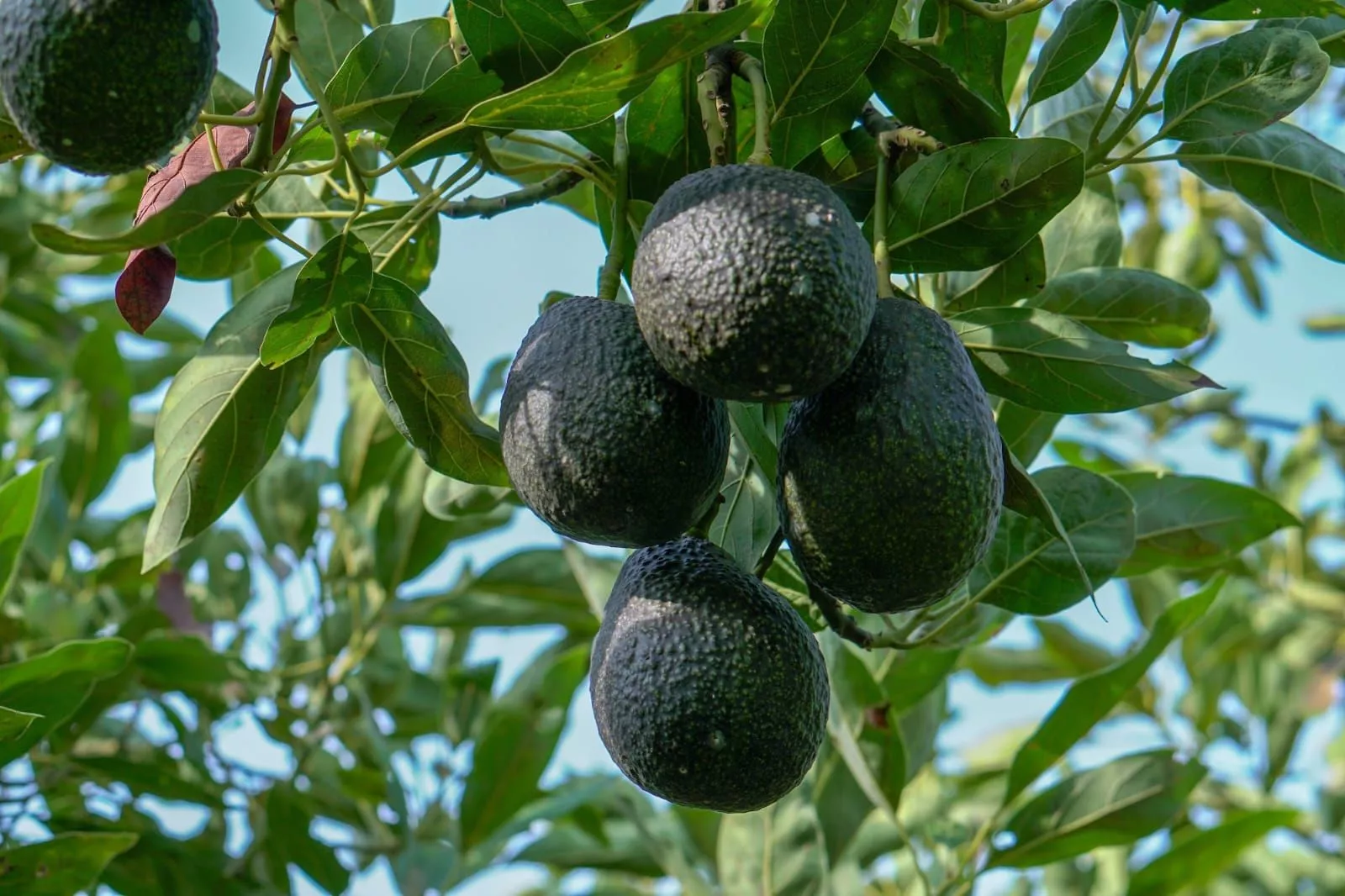 Imagen de la variedad de aguacates. / UNIVERSIDAD DE LA LAGUNA