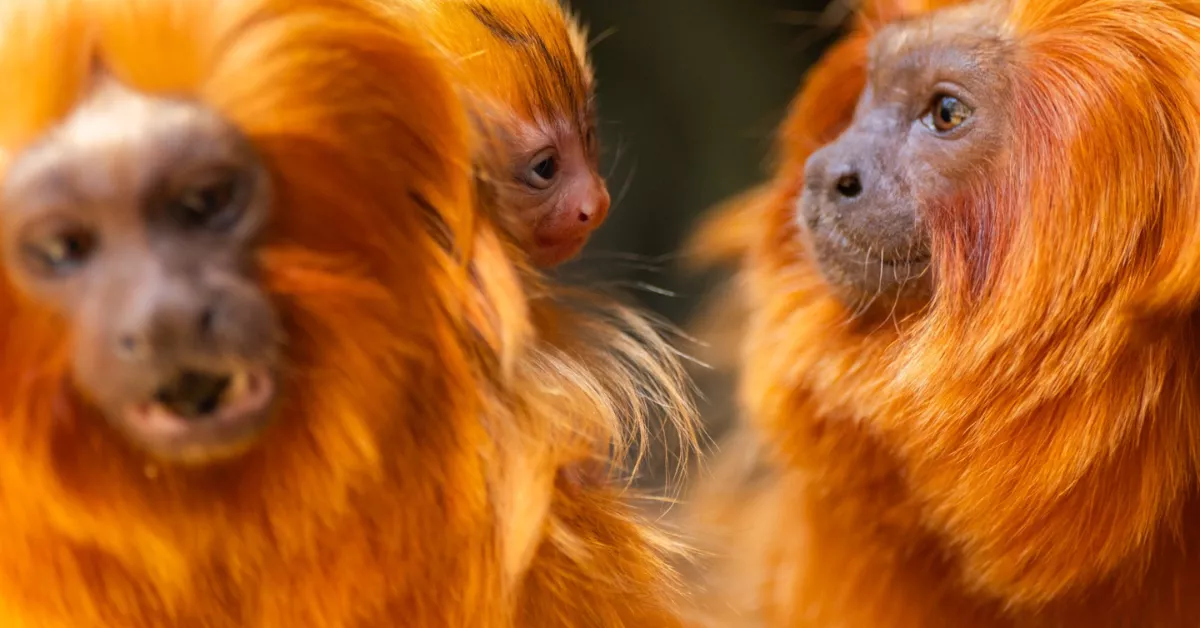 Histórico nacimiento de tamarinos león dorado en Loro Parque refuerza la conservación de la especie./ CEDIDA