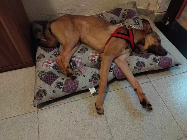 Imagen del perro abandonado en La Matanza. / CEDIDA