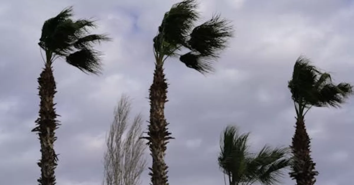 Imagen de viento. /PEXELS