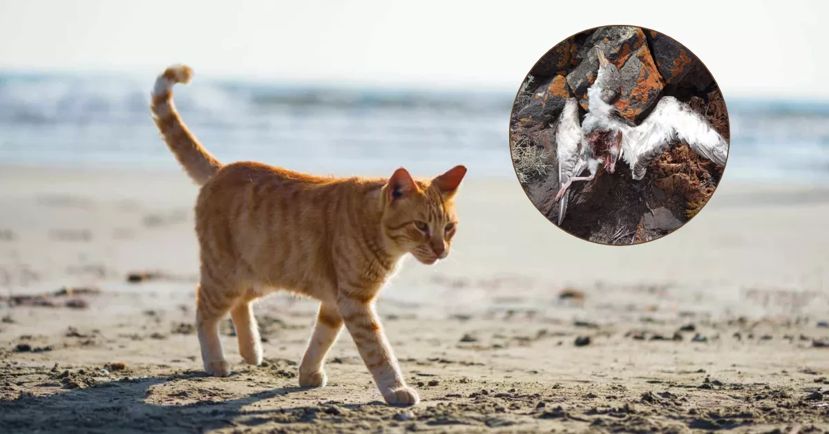 La ONG denuncia el efecto de los gatos en la conservación de la biodiversidad de la isla / AH
