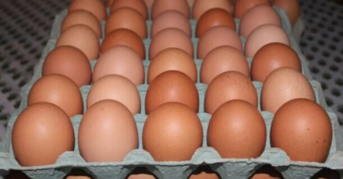 Huevos Canarias | AVICULTURA