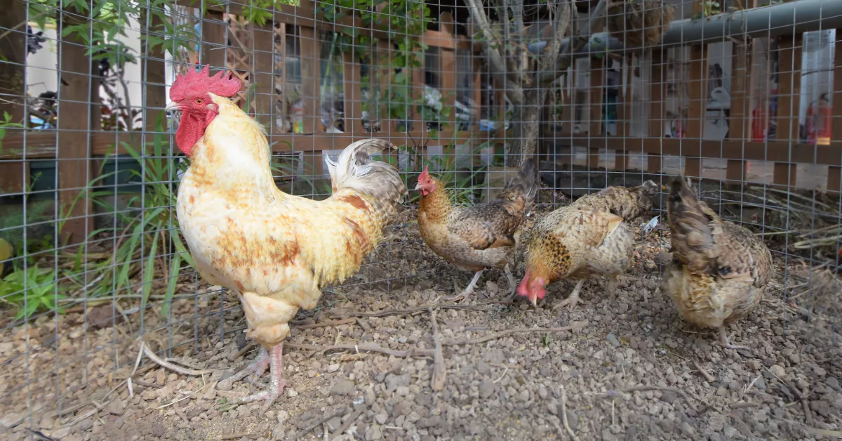 Gallina sin gripe aviar |GOBIERNO DE CANARIAS