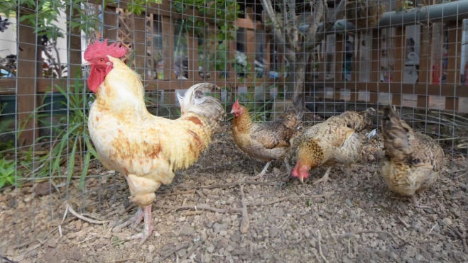Gallina sin gripe aviar |GOBIERNO DE CANARIAS Gallina sin gripe aviar |GOBIERNO DE CANARIAS