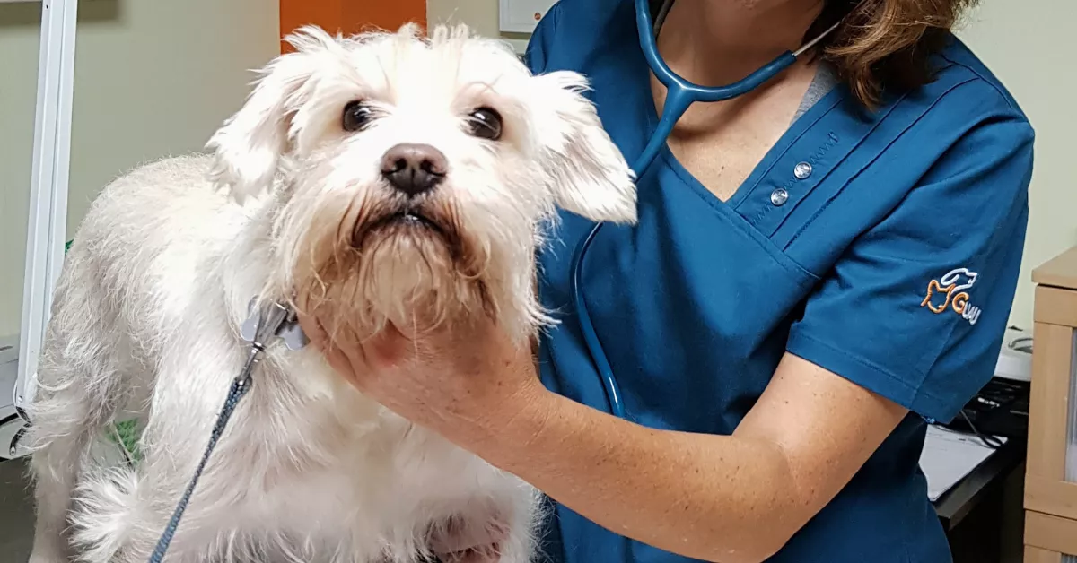 Un perro siendo atendido por una veterinaria / CONSEJO DE COLEGIOS DE VETERINARIOS DE CANARIAS