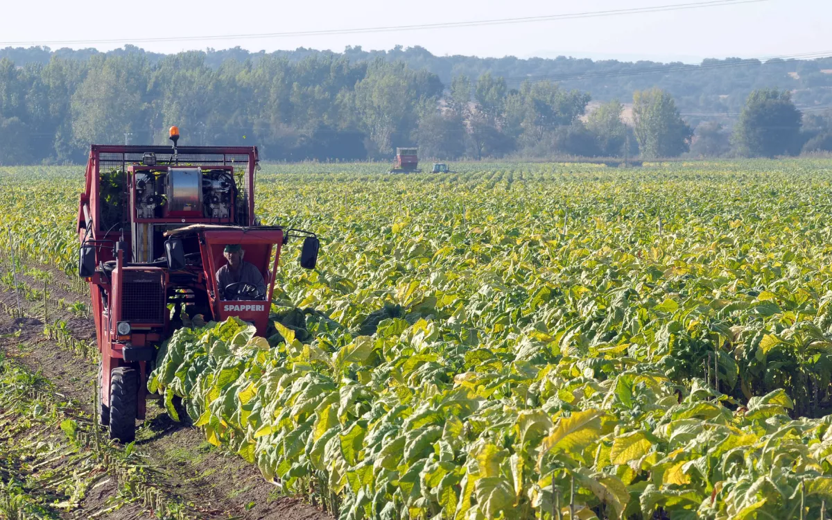 Trabajos de recogida de hojas de tabaco en campos de cultivo. / JERO MORALES-EFE