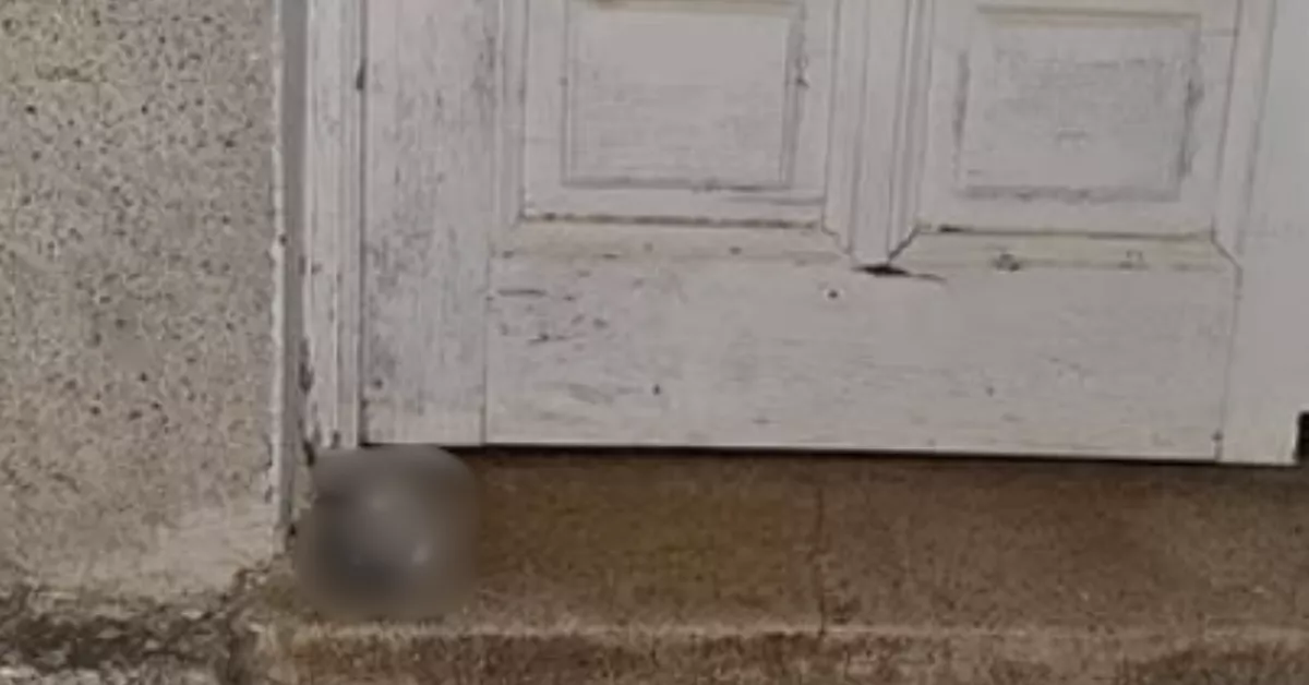 Imagen pixelada del asesinato de un perro en Tenerife. / ADOPTAME4HUELLITAS