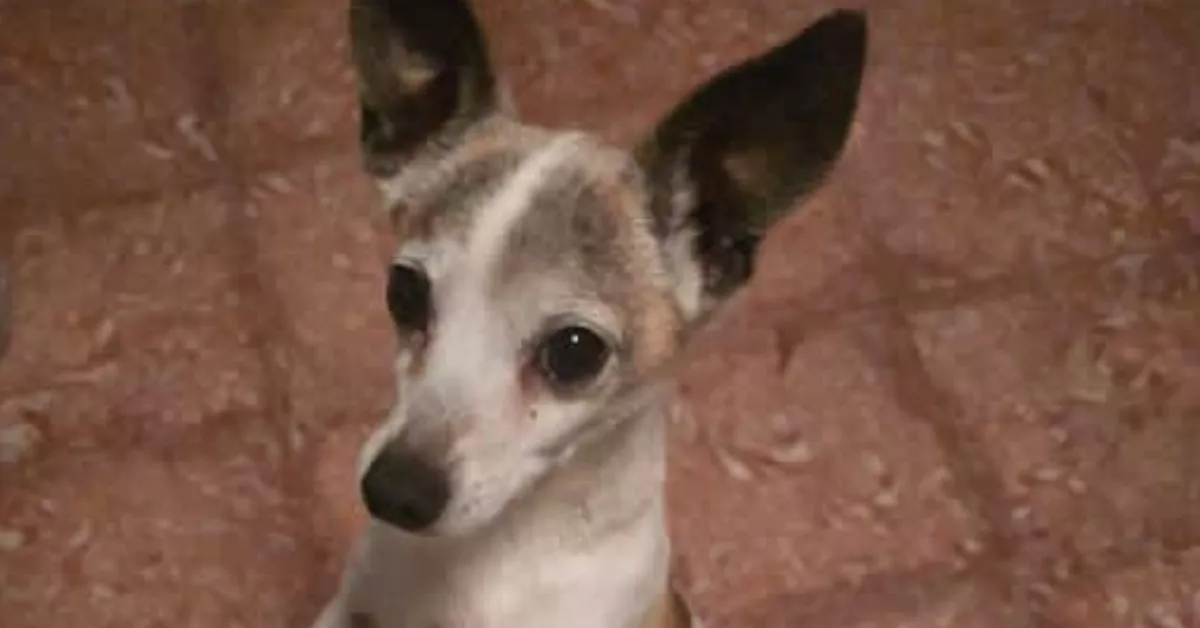 Imagen de Boli, perro decapitado en Tenerife. / ADOPTAME4HUELLITAS