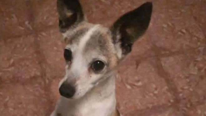 Imagen de Boli, perro decapitado en Tenerife. / ADOPTAME4HUELLITAS