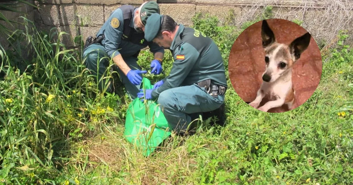 La Guardia Civil halla el cuerpo del perro Boli, decapitado en Tegueste por un hombre que ya ha sido identificado./ CEDIDAS