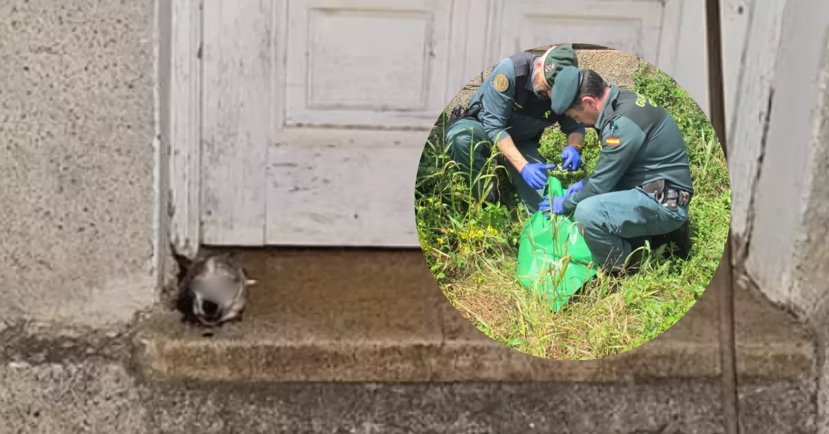 Cabeza decapitada del perro Boli en Tegueste y guardias civiles que encontraron el resto del cuerpo./ AH