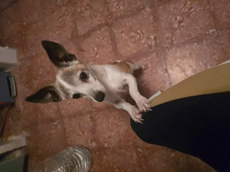 Imagen de Boli, perro al que quitaron la vida en Tenerife. / ADOPTAME4HUELLITAS - CRISTO GIL 