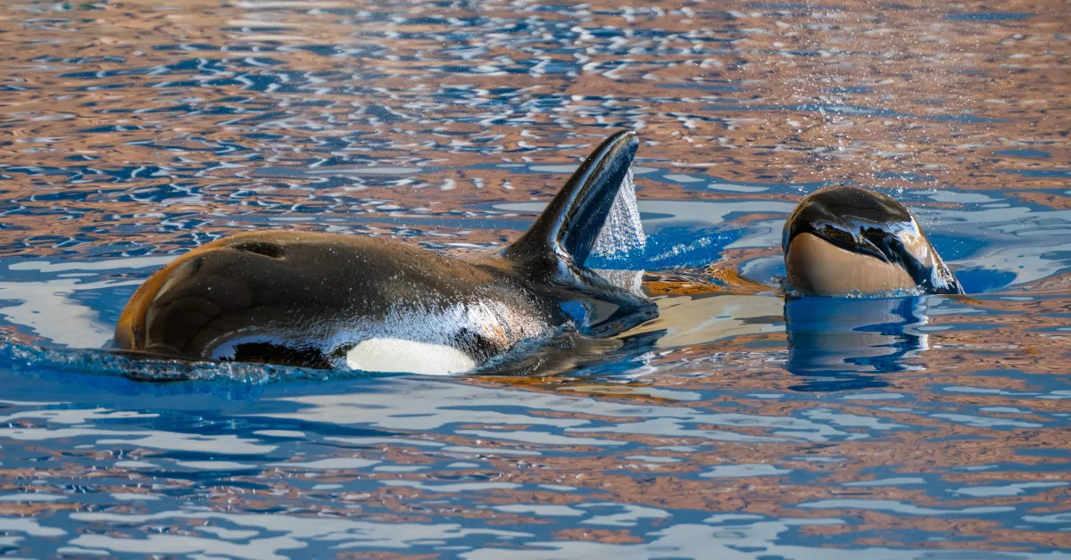 La orca Morgan y su cría en Loro Parque./ CEDIDA