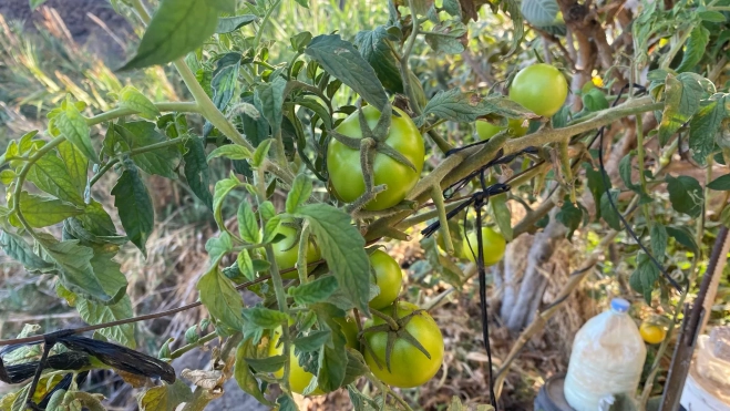 Cultivo de tomate en Canarias. / ATLÁNTICO HOY Cultivo de tomate en Canarias. / ATLÁNTICO HOY