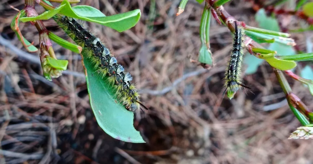Lagarta canaria alimentándose de la vegetación en la zona de pinar de Fuencaliente de La Palma./ ATLÁNTICO HOY