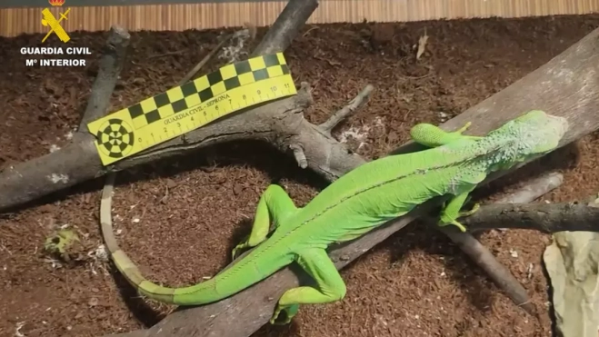 Uno de los animales incautados / GUARDIA CIVIL