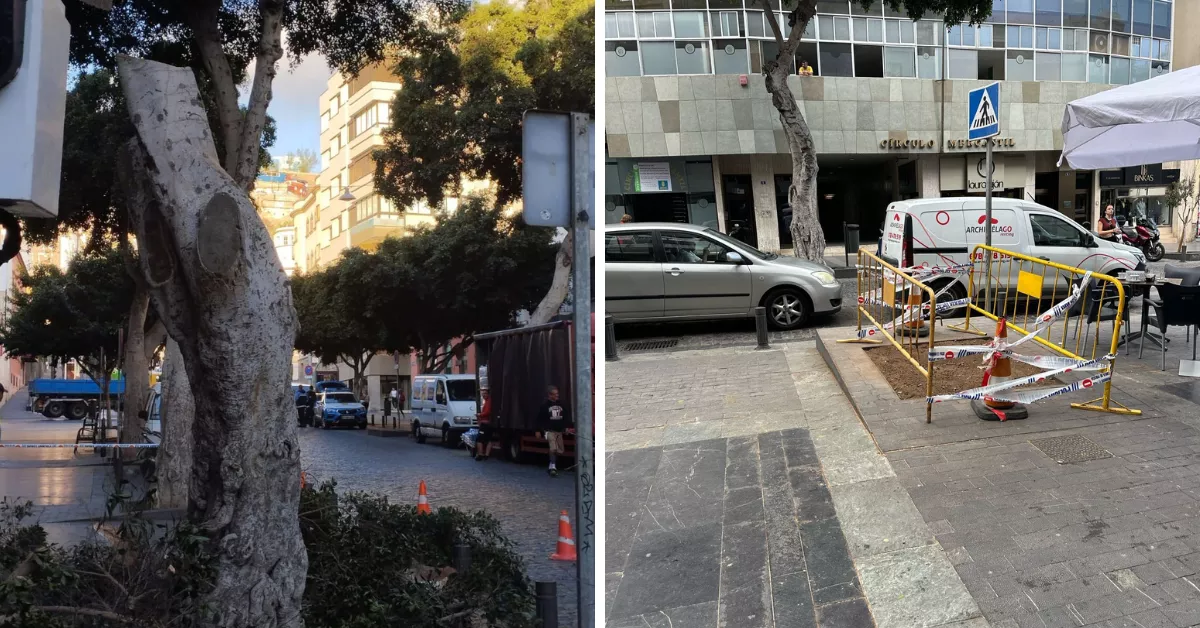 Las Palmas tala un árbol en mal estado de la calle San Bernardo / AH