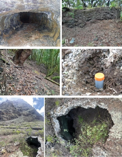 Hábitats en los que se ha encontrado la chicharrita, según el estudio. /Pedro Oromí