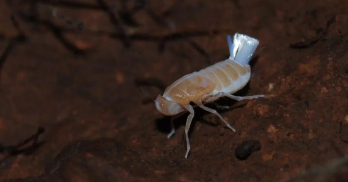 Chicharrita subterránea. /Pedro Oromí
