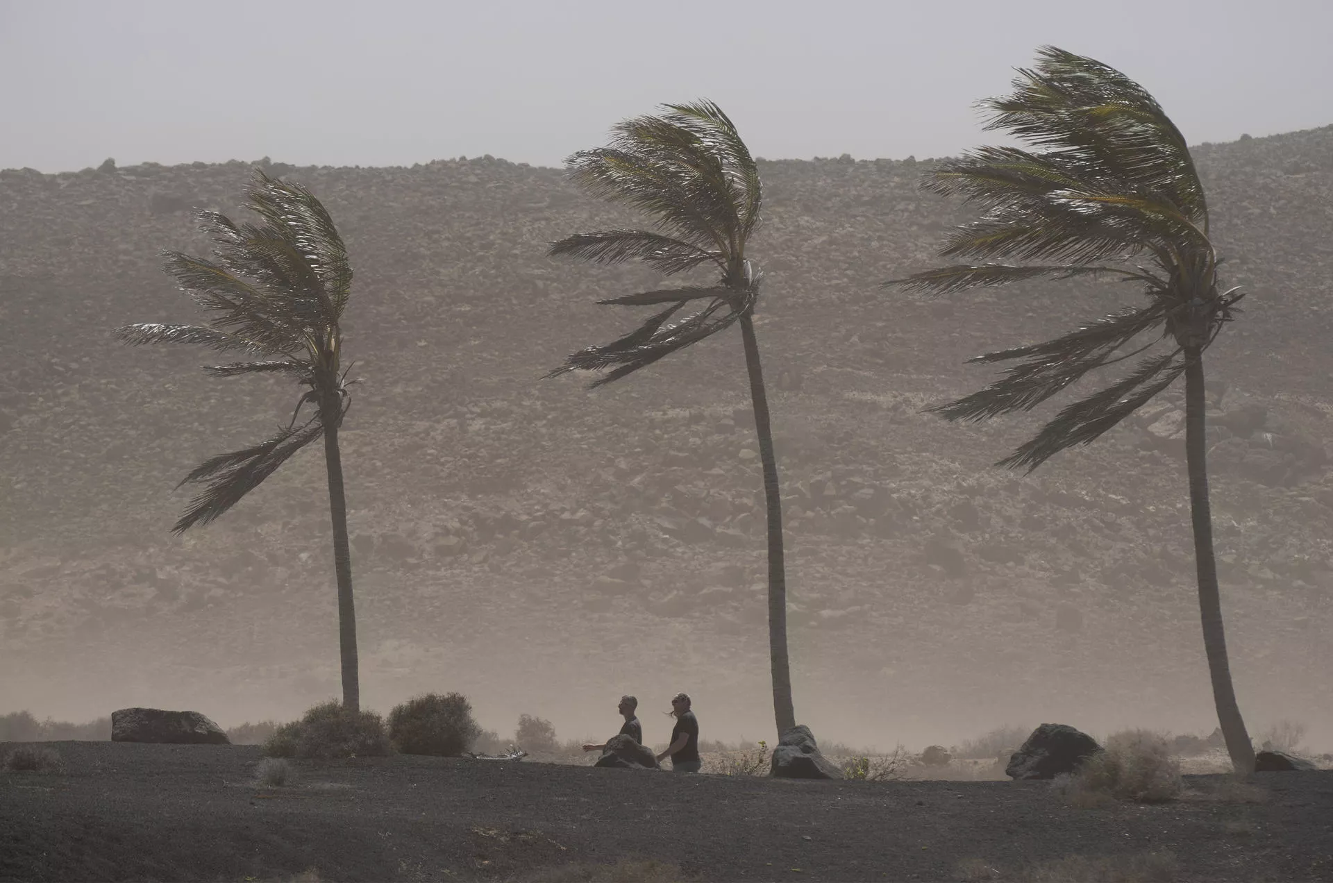  El viento azota unas palmeras en la localidad de La Santa, en el municipio de Tinajo de Lanzarote./ EFE/Adriel Perdomo