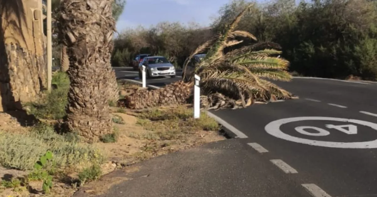 Una palmera corta la carretera de la Sardina, en Gran Canaria./ CABILDO GC