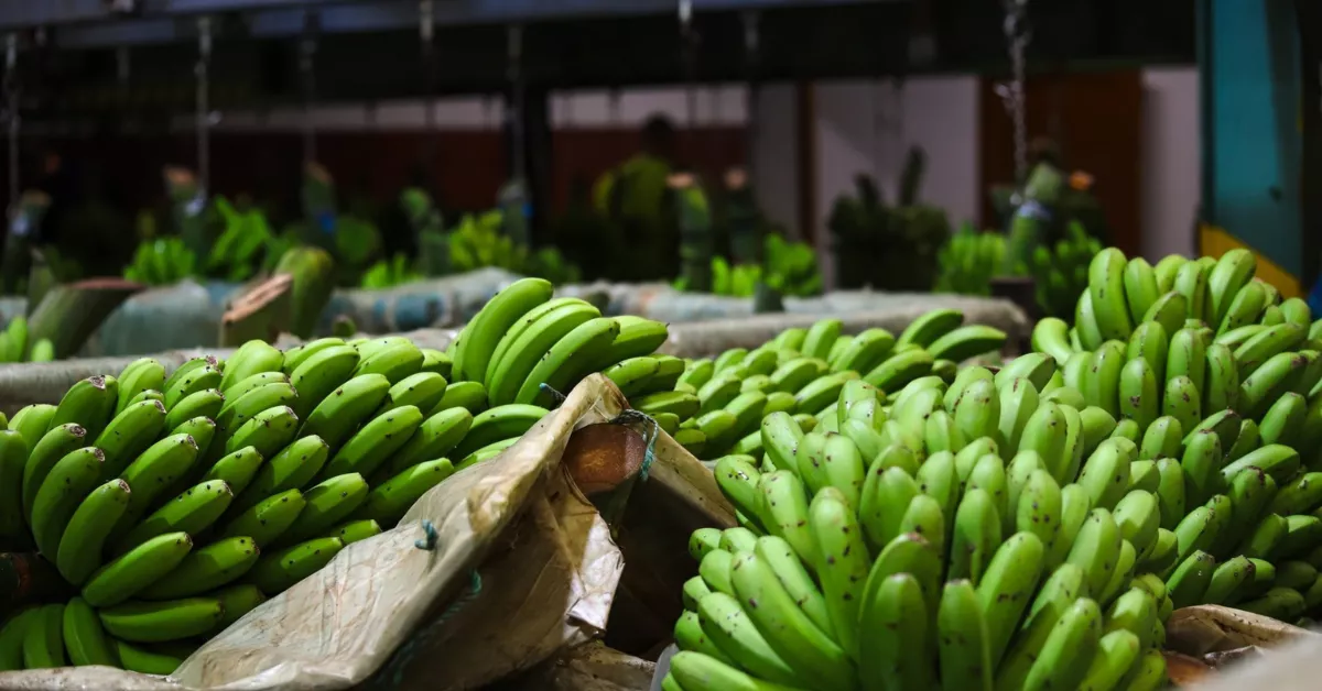 Empaquetadora de plátanos |EFEAGRO