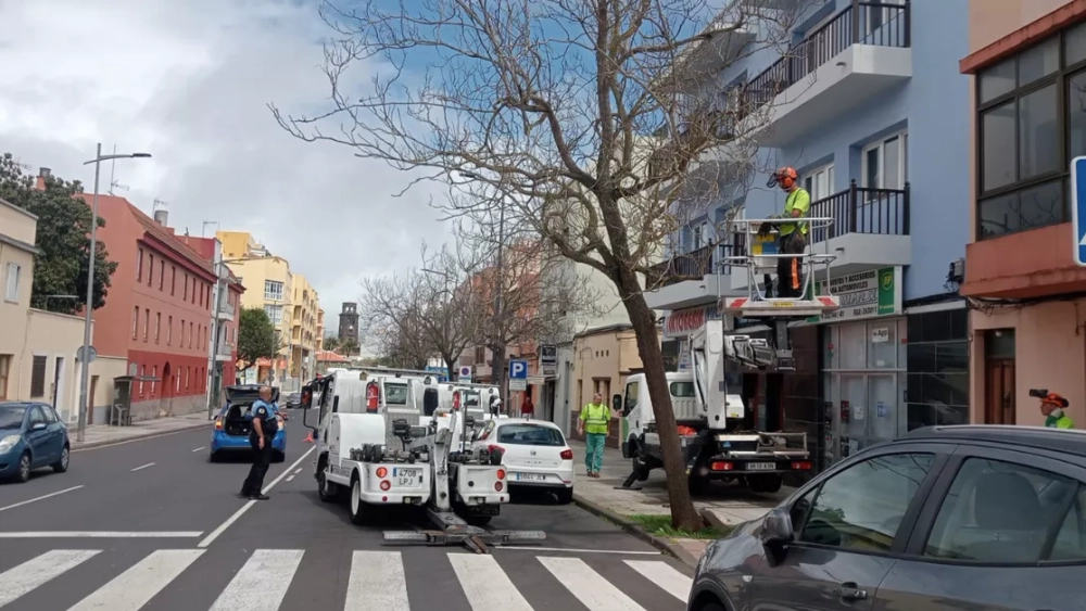 Un árbol inestable por el viento en la calle San Antonio en La Laguna./ LL