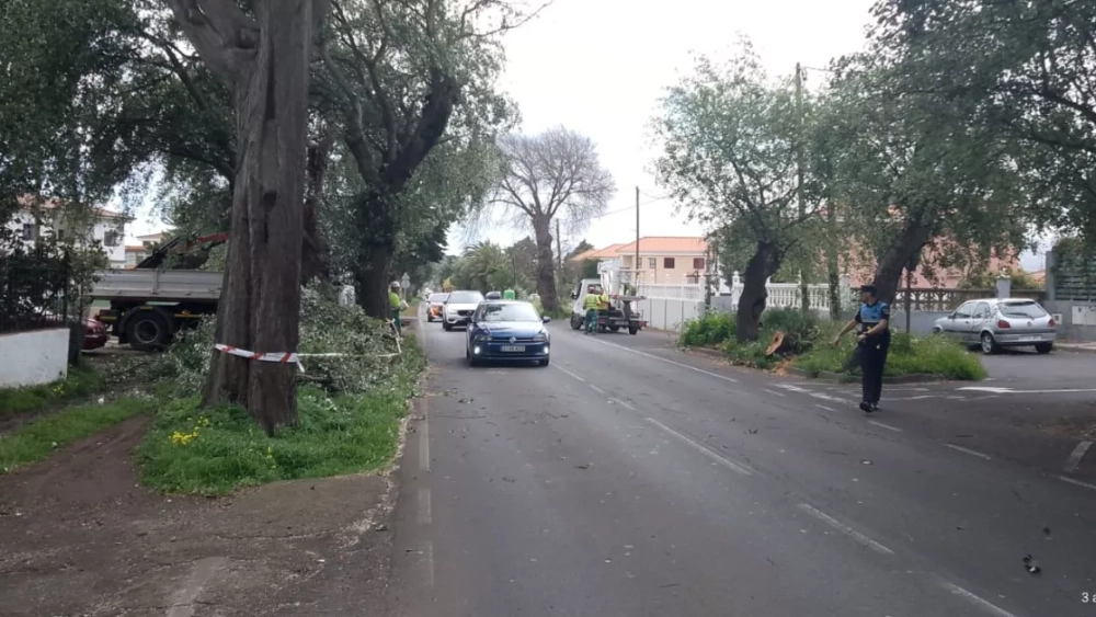 Caídas de ramas de gran porte que han bloqueado vías como la carretera de Tejina o República Argentina./ LL