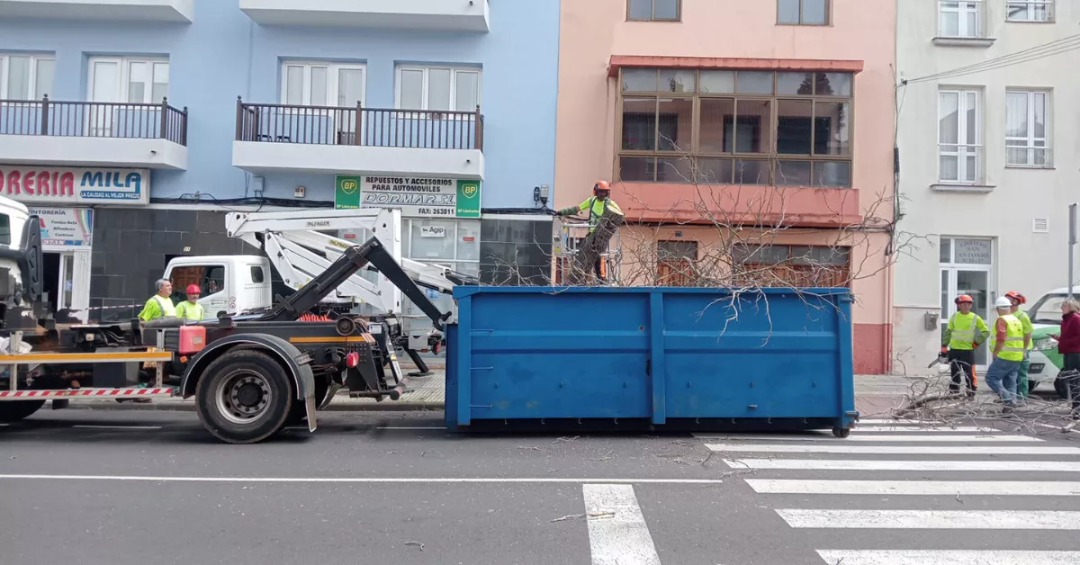 Un árbol talado en la calle San Antonio de La Laguna después de perder estabilidad por el viento de la borrasca Nuria./ AYTO LL