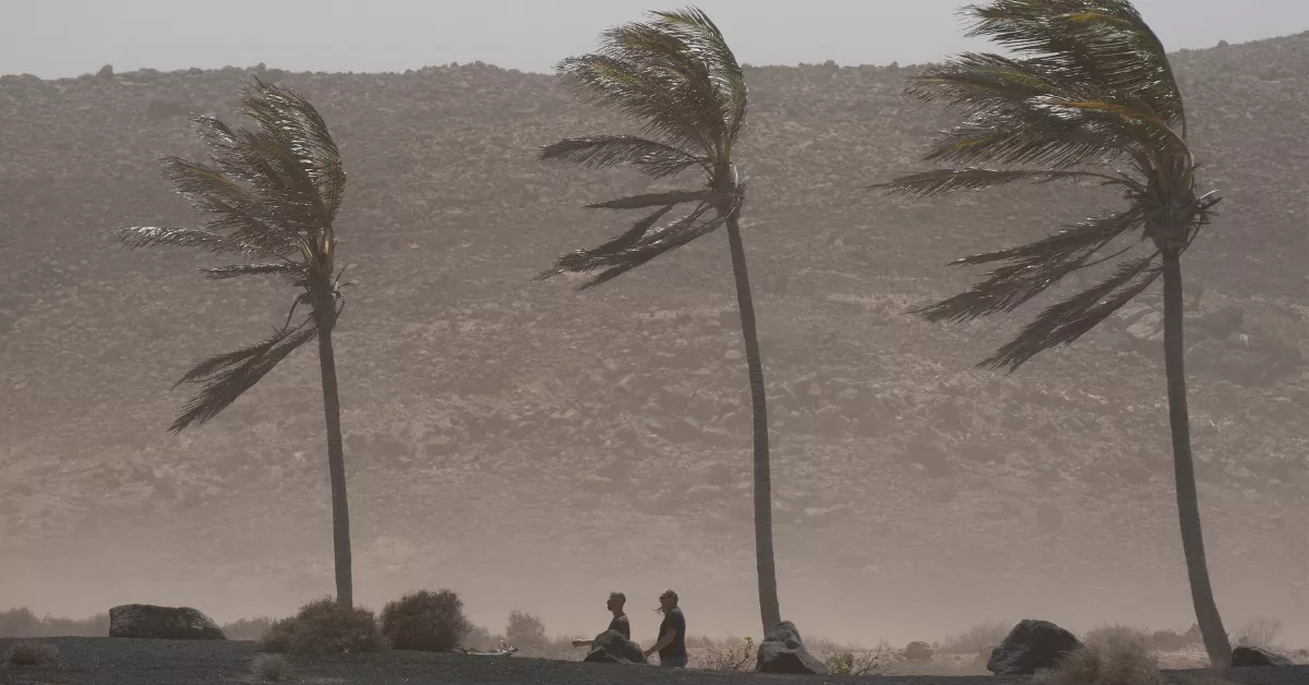 El viento azota unas palmeras en la localidad de La Santa, en el municipio de Tinajo de Lanzarote / EFE - ADRIEL PERDOMO