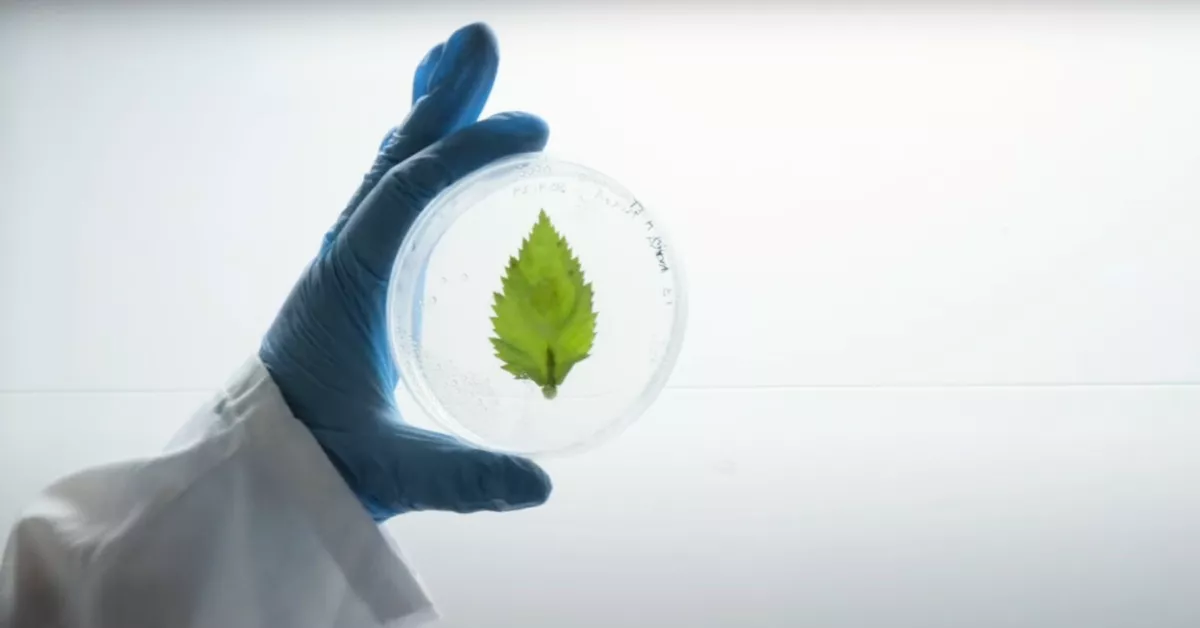 Hoja en placa petri. /Kanara