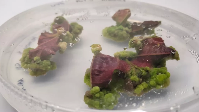 Formación de células madre en los explantes de hojas. /Kanara