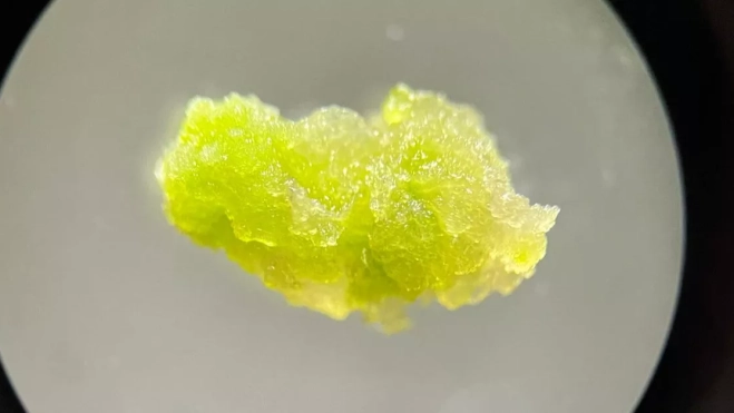Células madre vegetales a vista de microscopio. /Kanara