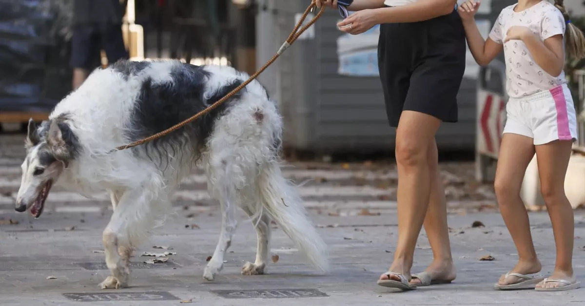 En Canarias hay un 73,5% más de perros que de menores de 15 años / EFE