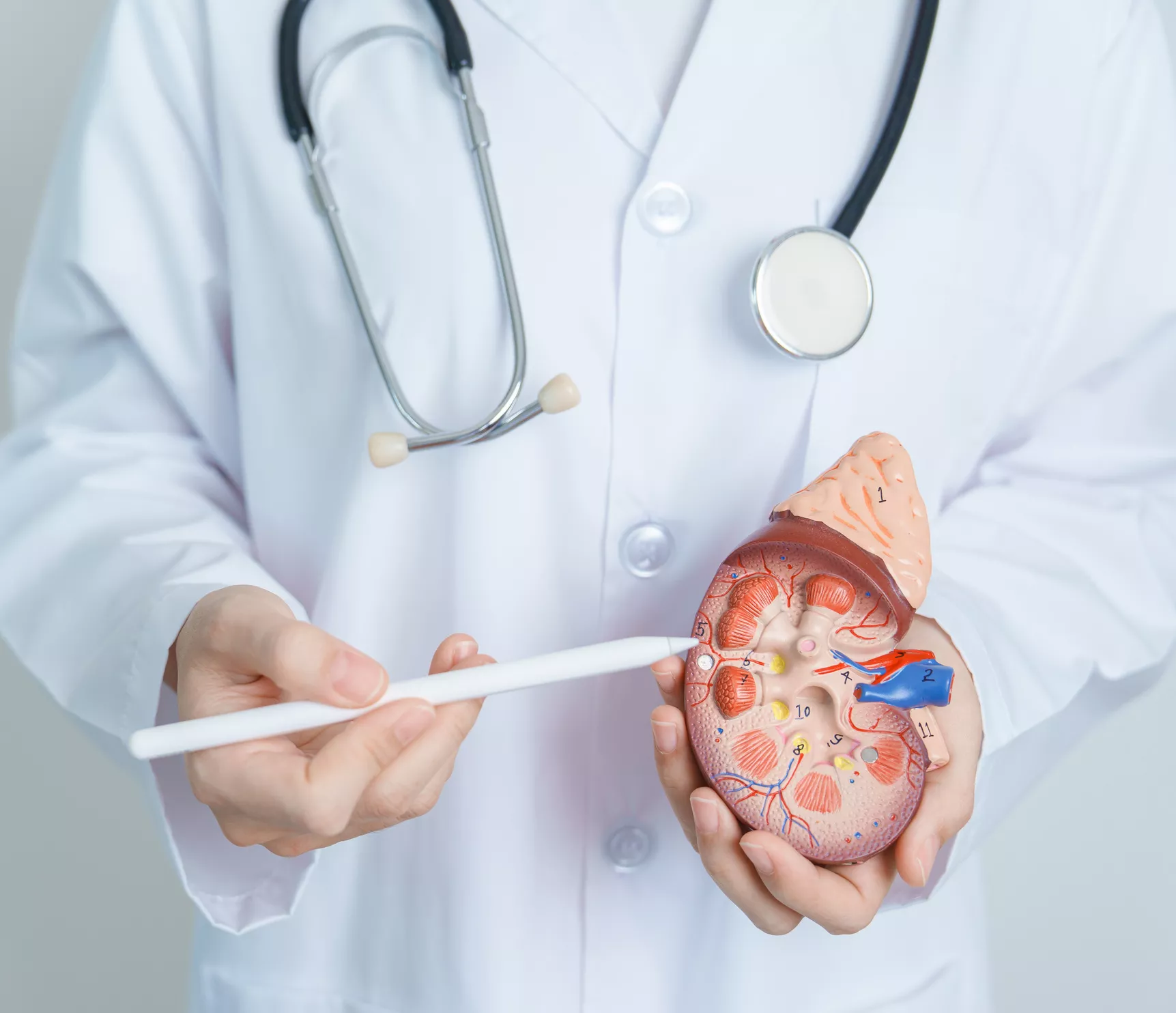 Un especialista con una recreación de un riñón / QUIRÓNSALUD