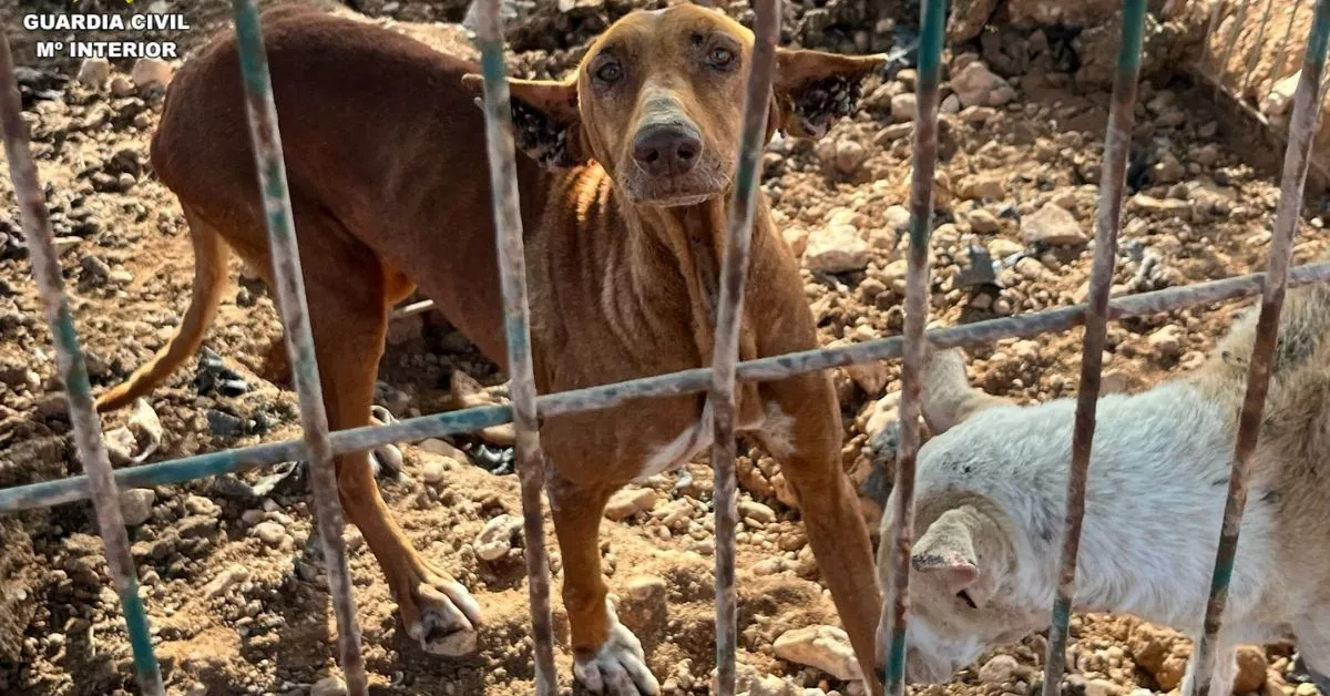 Los podencos canarios rescatados por la Guardia Civil en Fuerteventura, tras comprobar las malas condiciones en las que vivían. / AH
