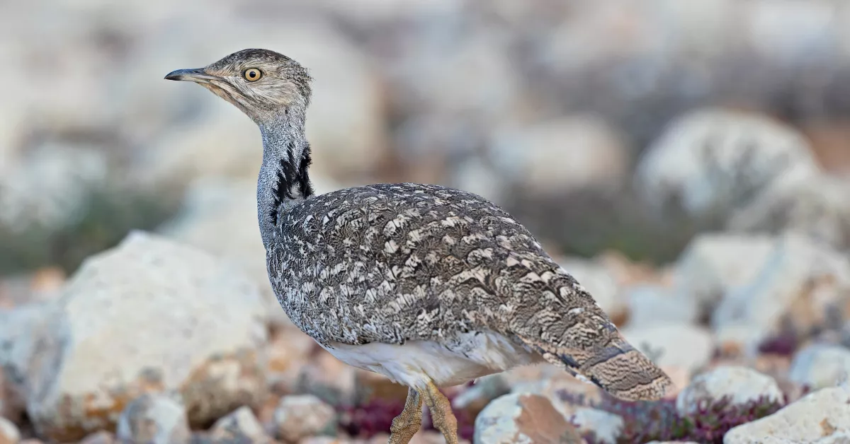 Hubara Canaria, una de las especies en peligro de extinción.IMAGEN DE LA RED