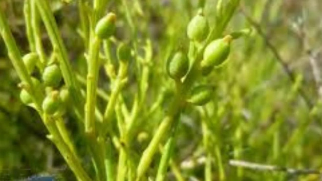 Escobilla de Guayadeque.BIOTAR. MESA COELLO