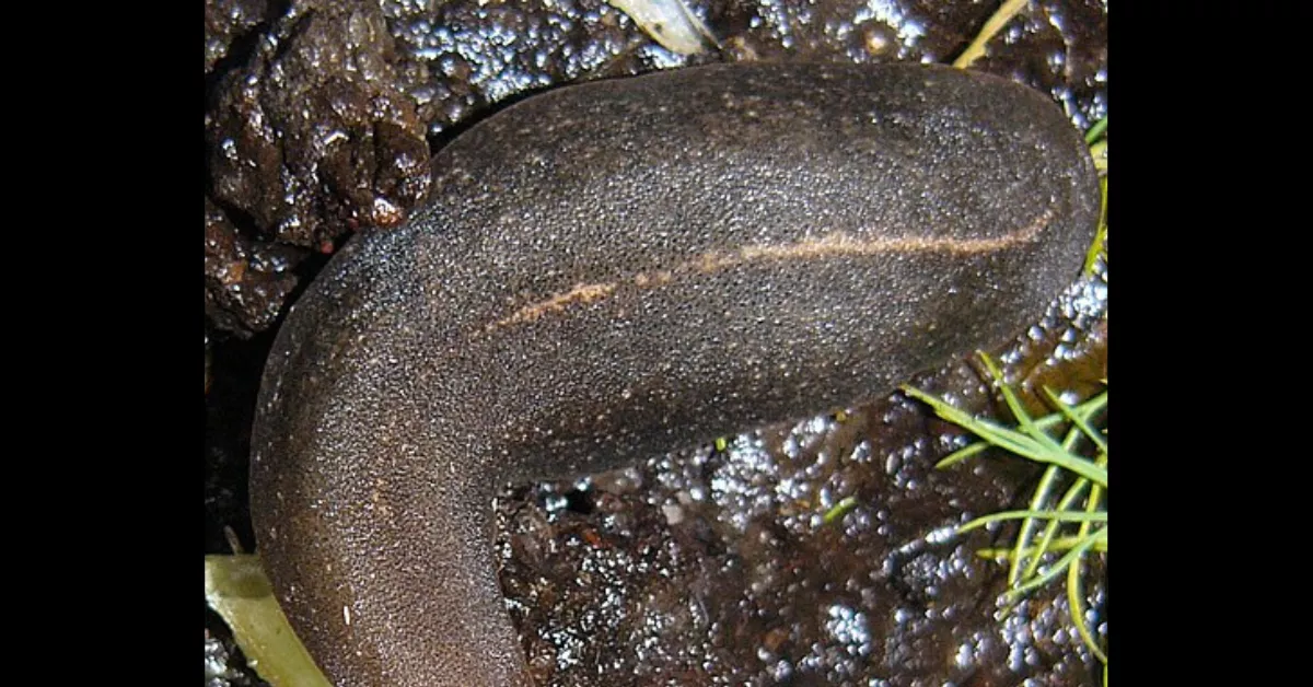 Imagen de la babosa parda africana. / WIKIPEDIA - MICHAL MAÑAS