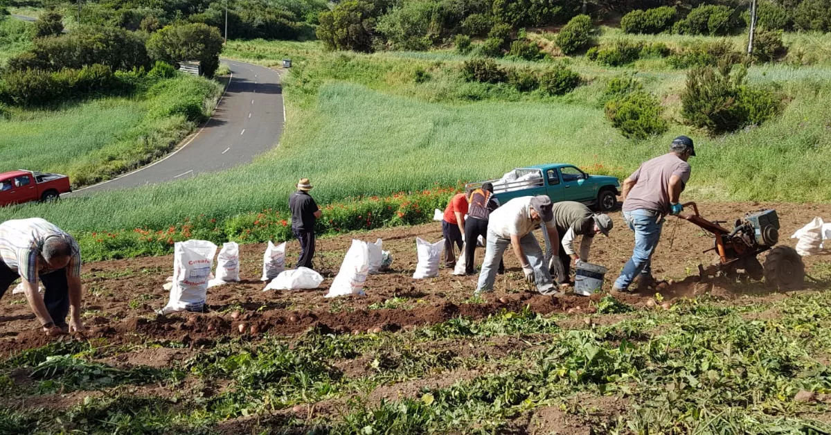 Campo canario recogida de cosecha