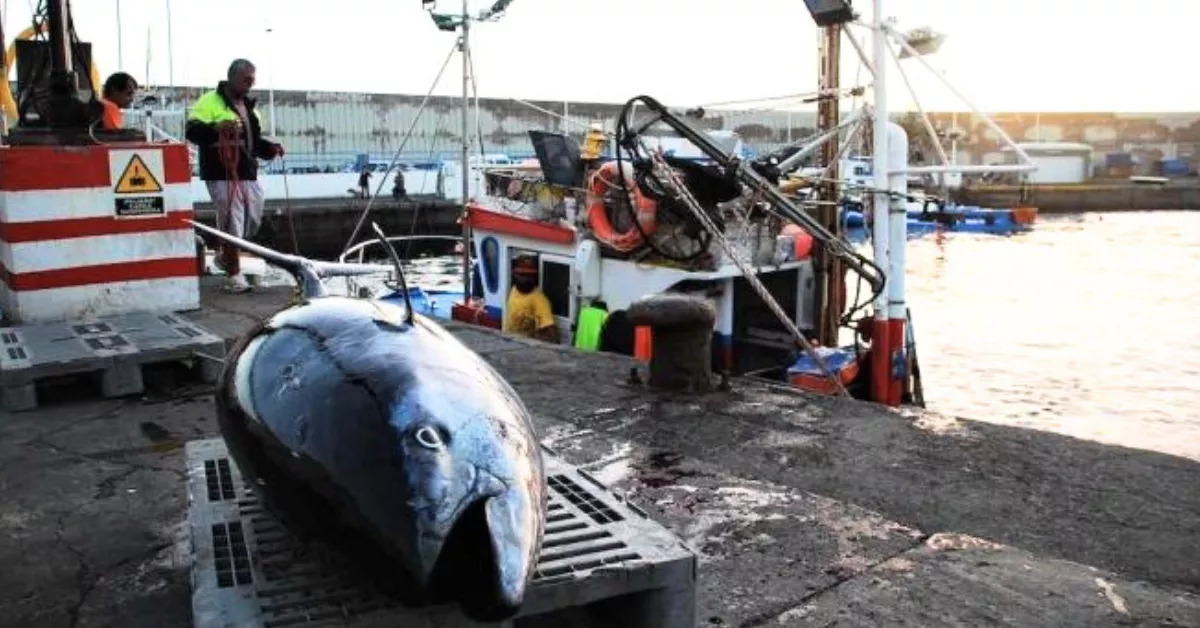 Patudo Atún Rojo |SABOREANDOCANARIAS